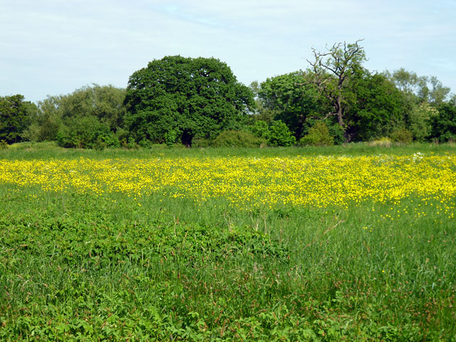 Roding Valley Meadows - geograph.org.uk - 2973940