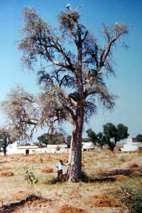 Tecomella undulata tree in the village of Harsawa
