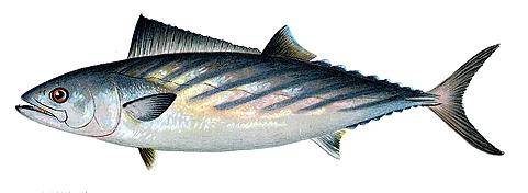 Sardinas en lata - Wikipedia, la enciclopedia libre