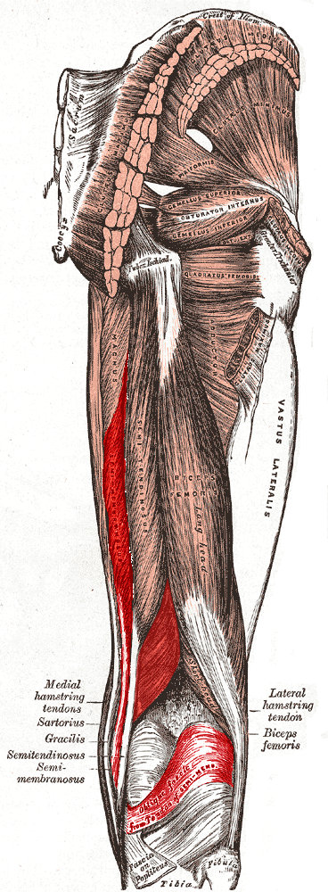 Resultado de imagen para semimembranosus muscle