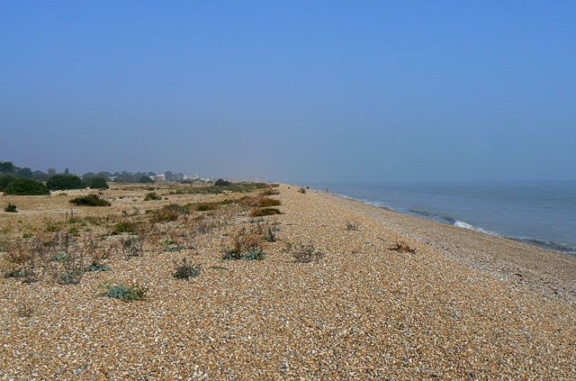 File:Shingle ridge on Walmer Beach - geograph.org.uk - 1503635.jpg