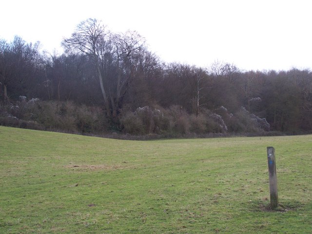 Smokes Wood, Hucking - geograph.org.uk - 1080397