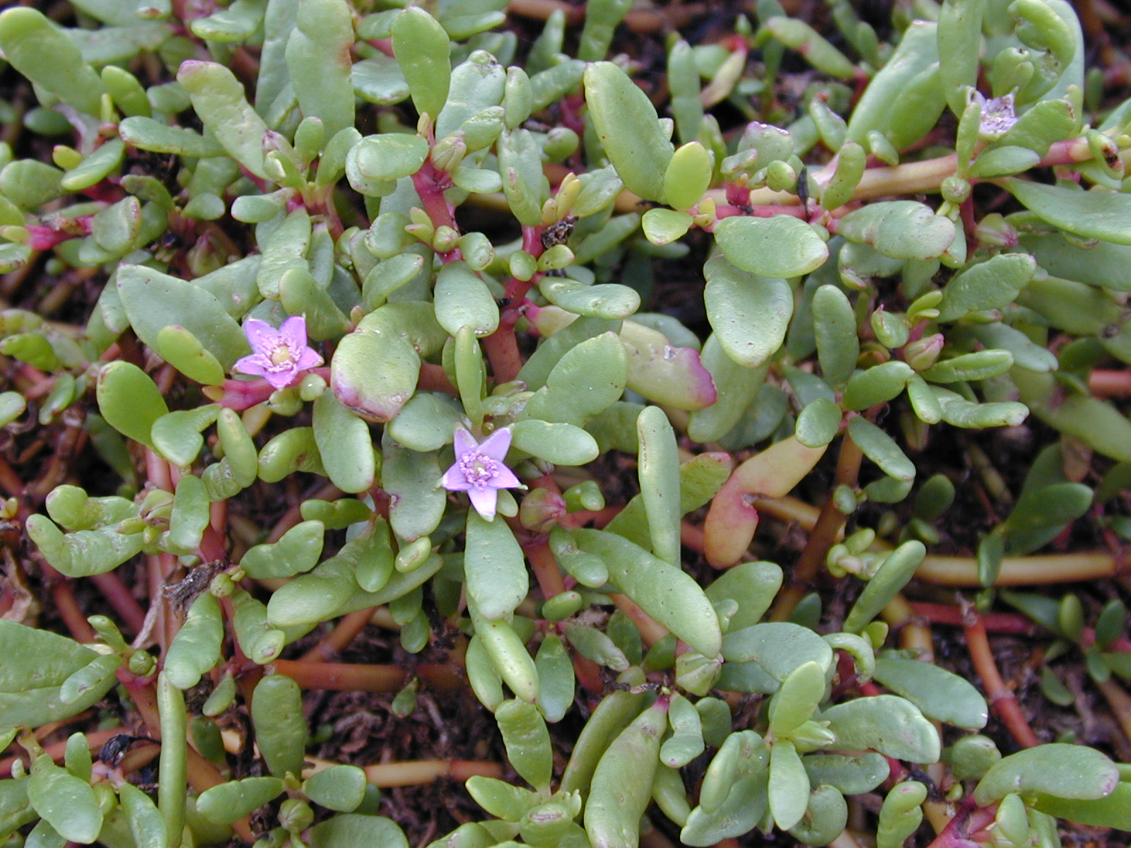 Ставил растение. Sesuvium portulacastrum. Sesuvium portulacastrum (Sea Purslane) место произрастания. Сезувиум стройный. Сезувиум порфтрозвездный.