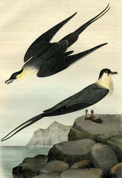 File:Stercorarius longicaudus (Audubon).jpg