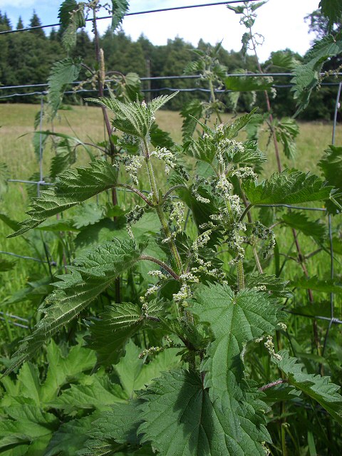 Крапива шариконосная (Urtica pilulifera).