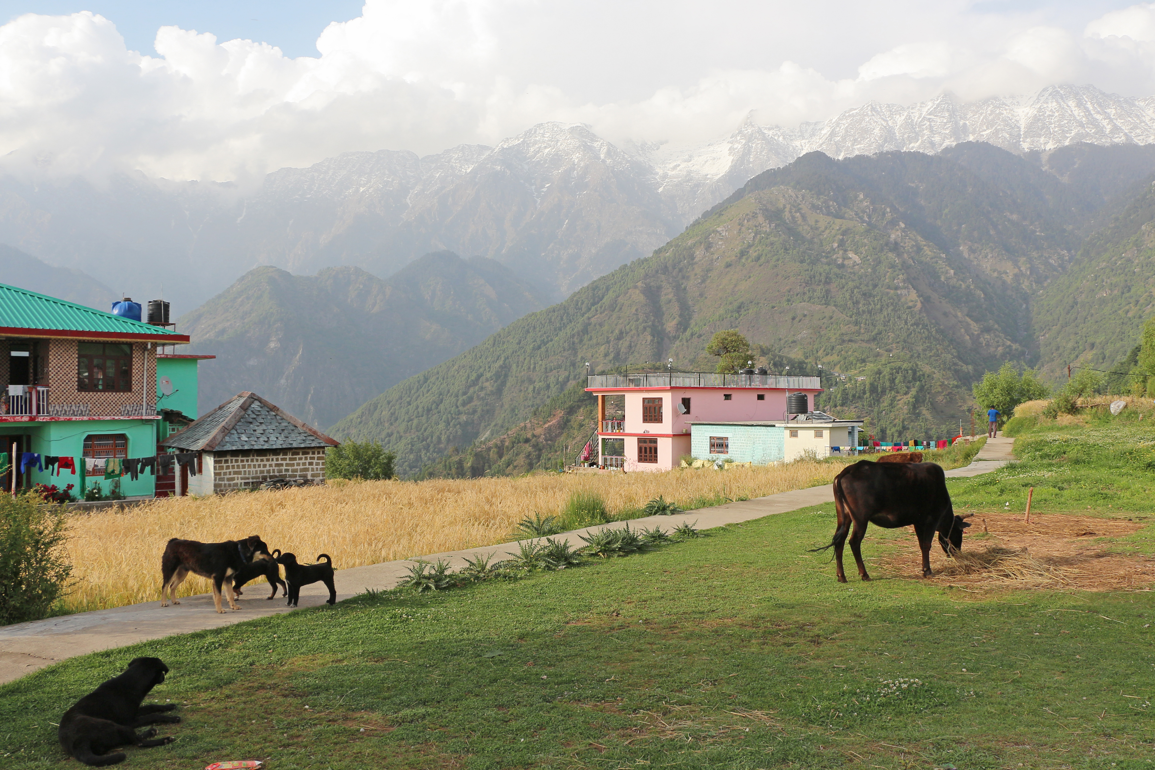 Надди деревня. Naddi Himachal Pradesh. Надди. Naddi.