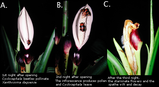 File:Xanthosoma pollination.jpg