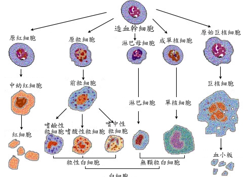 File:(zh)Illu blood cell lineage.jpg