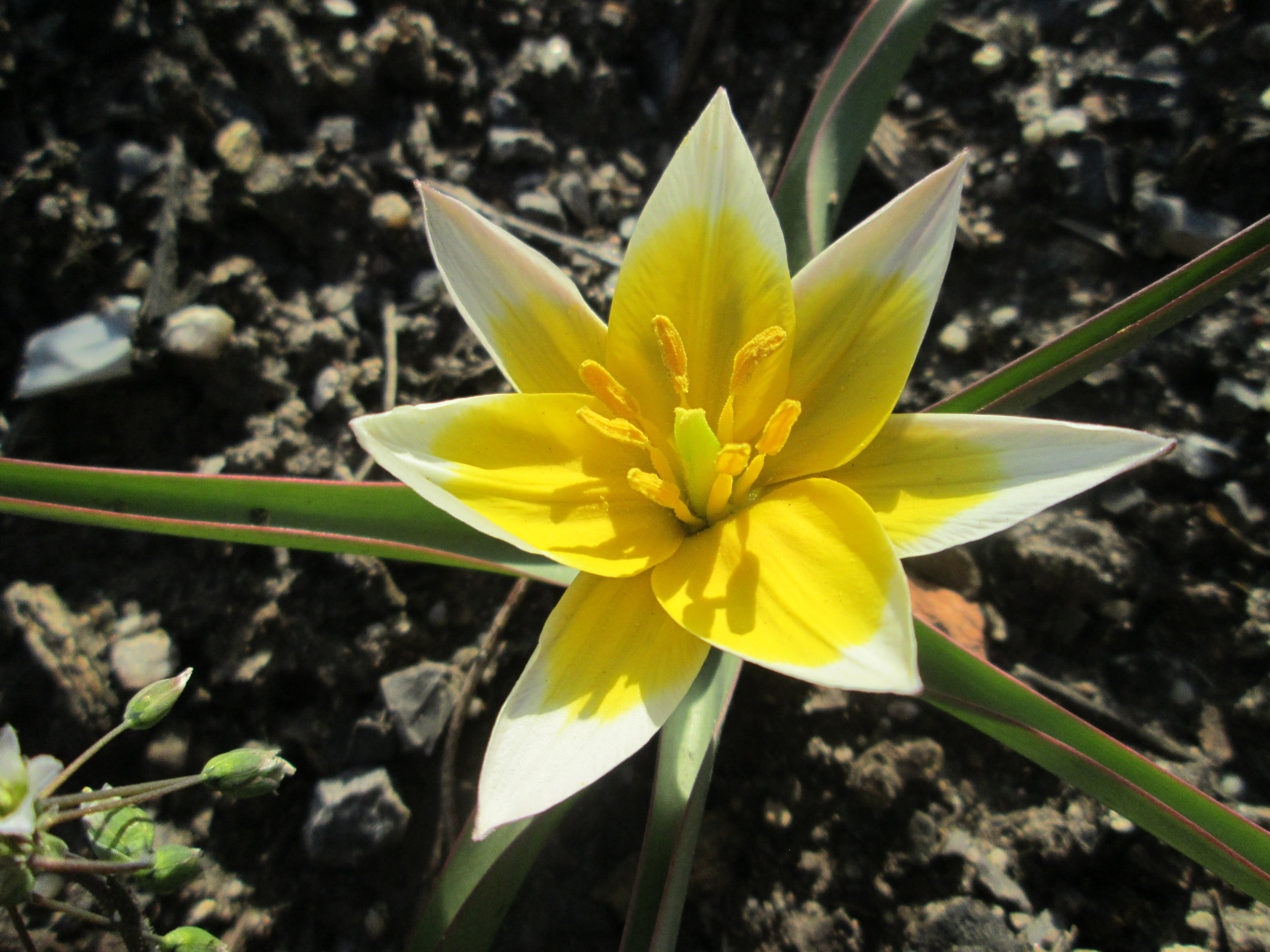 Тюльпан двуцветковый. Тюльпан регеля. Turkestanica тюльпан. Ботанический тюльпан turkestanica.