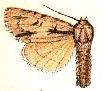 Acronicta interupta.JPG