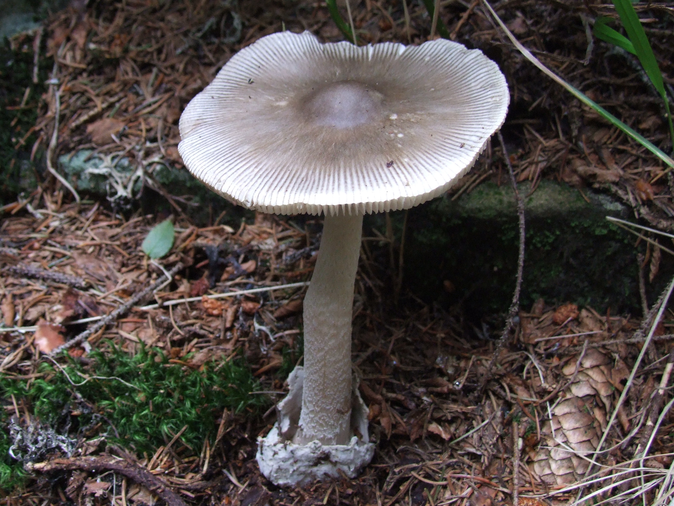 Поплавок,Вольвариелла слизистоголовая (Volvariella gloiocephala)