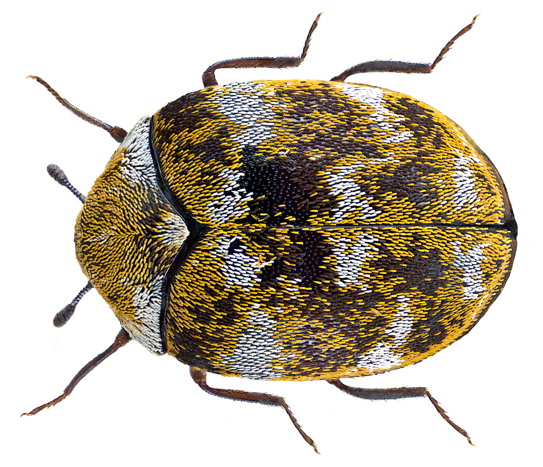 common carpet beetle - Anthrenus scrophulariae (Linnaeus)