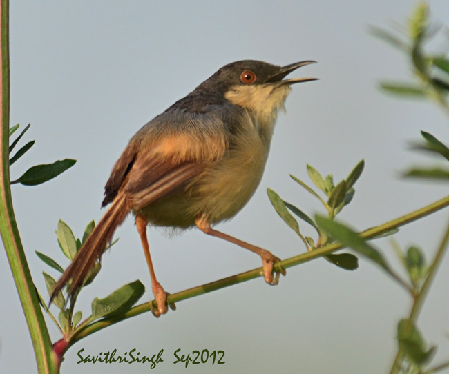 File:Ashy Prinia - Pusa.jpg