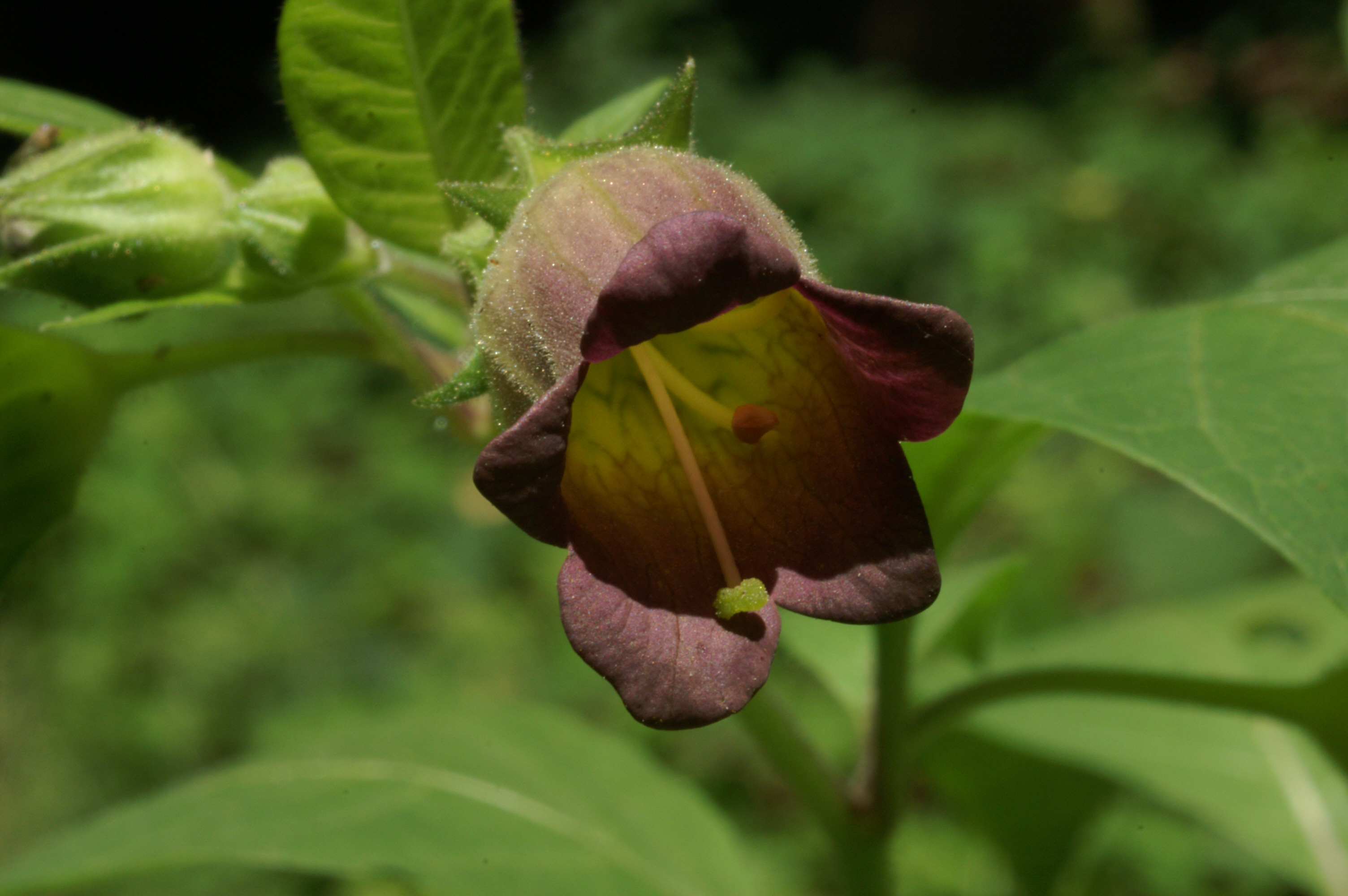 ベラドンナ 幻覚を見せる魔女の花 危険な毒と花言葉の由来に迫る ねいちゃーはっく