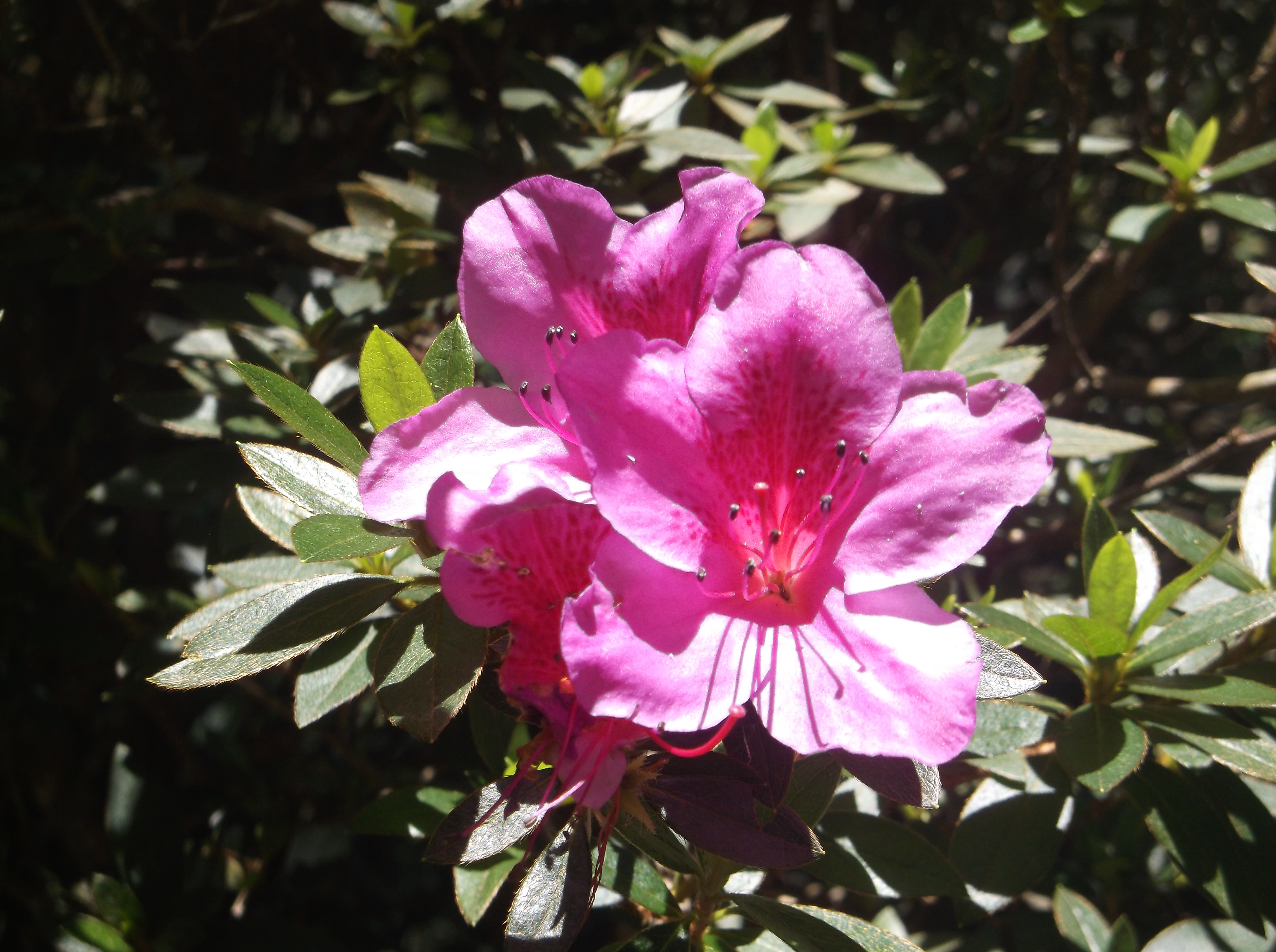 Cómo cuidar una azalea