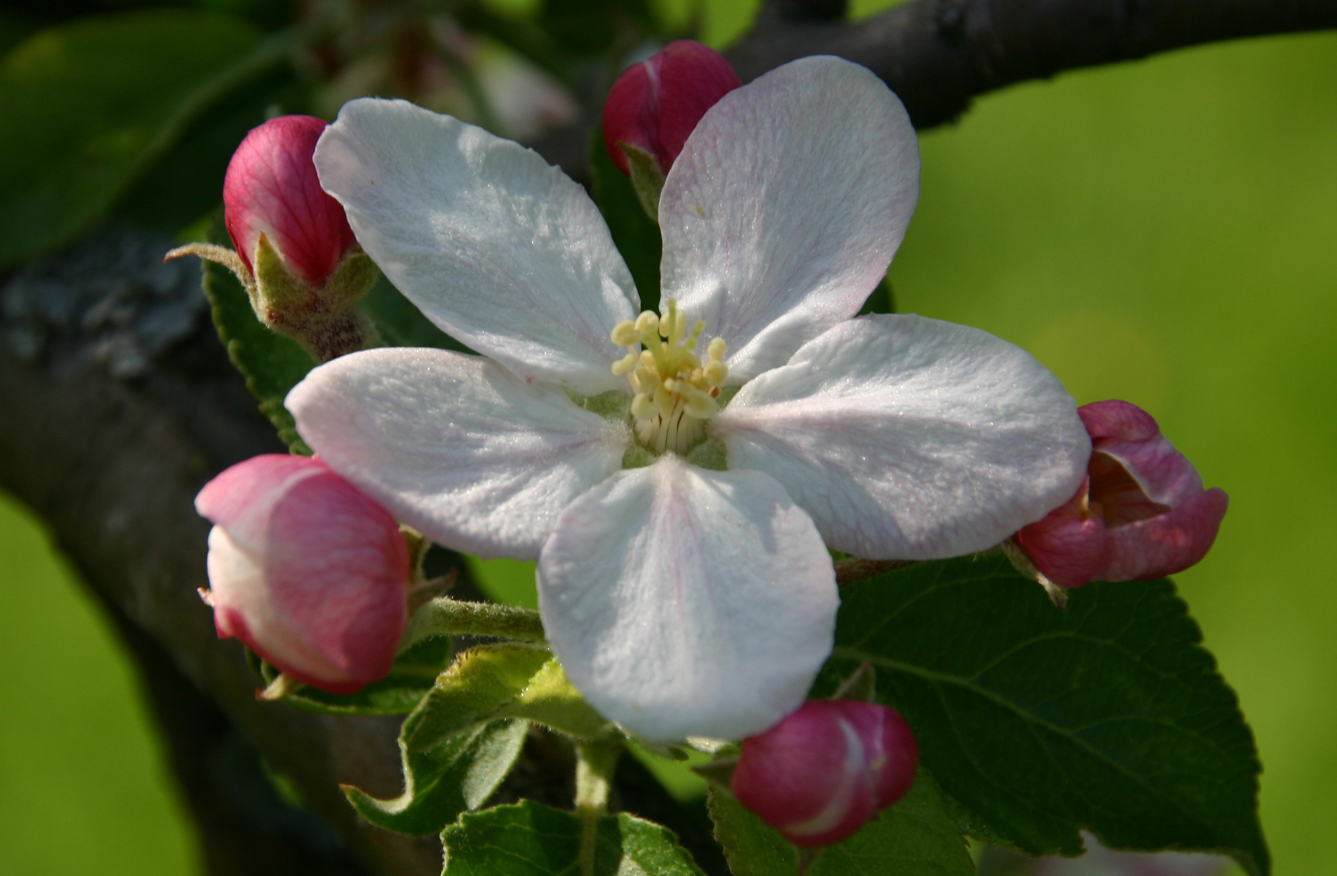 Malus Butterball Fruits С†РІРµС‚РєРё