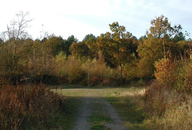 Bishop Wood, Wistow - geograph.org.uk - 606810