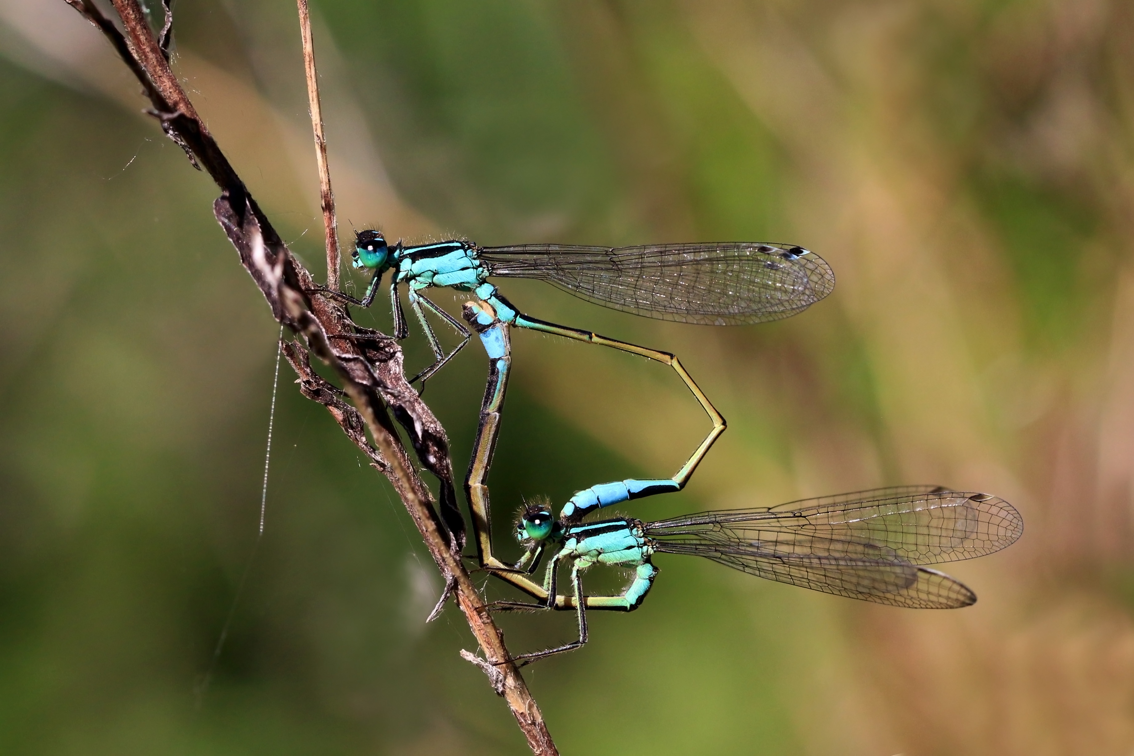 Mating - Wikipedia