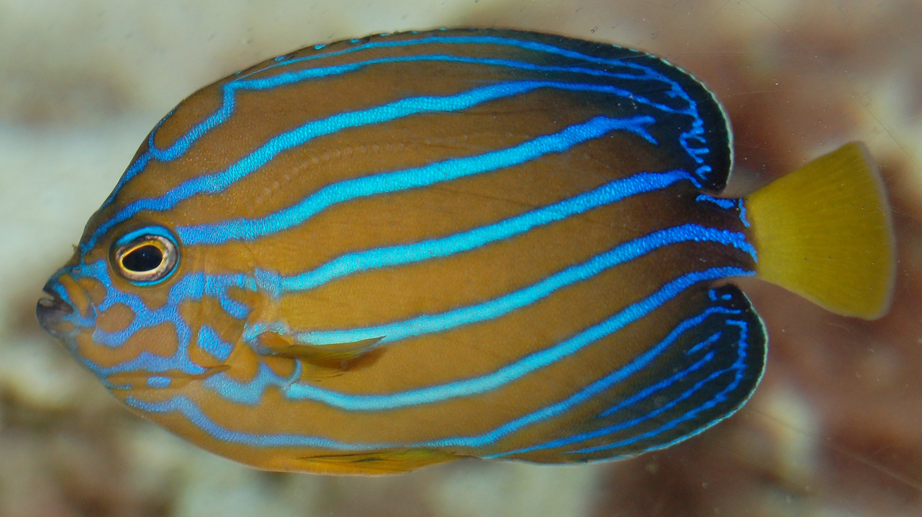 Blue-ringed angelfish Most Beautiful Fish in the World