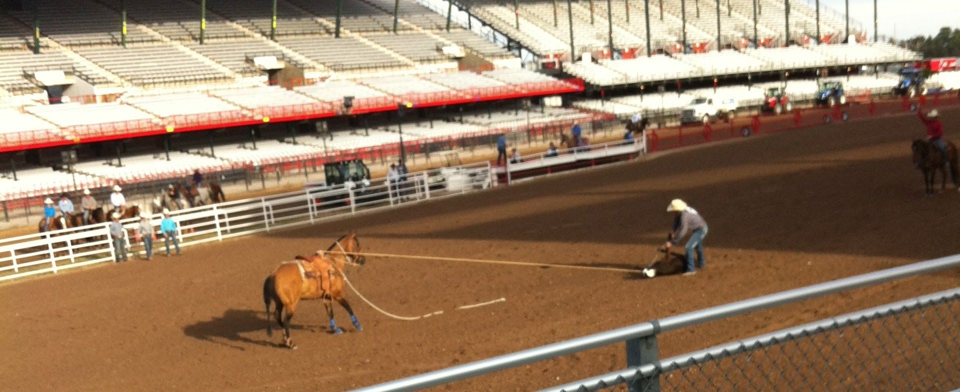 File Cfd Rodeo Tie Down Roping Cowboy Tying Up Calf With Horse Holding Rope No 2 Jpg Wikimedia Commons