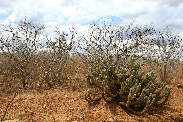 File:Caatinga - Sertão nordestino.jpg