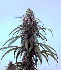 Cannabis indica Selkem.jpg