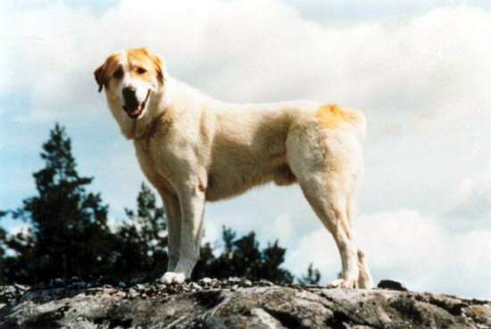 File:Central Asia Shepherd Dog.jpg