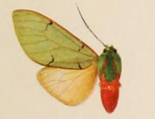 <i>Chlorhoda thoracica</i> Species of moth