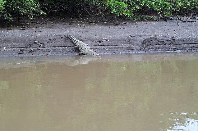 File:Cocodrilo-RioMatapalo-Tamarindo-Guanacaste-CostaRica.JPG