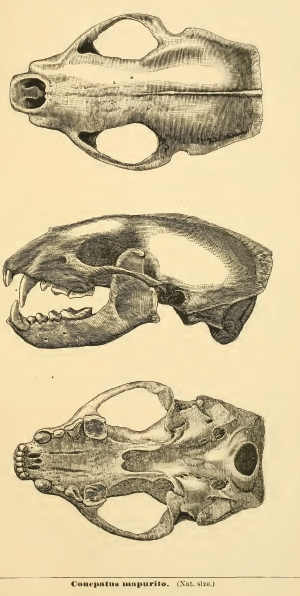 File:Conepatussemistriatusskull.png