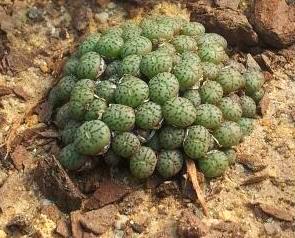 <i>Conophytum minimum</i> Species of succulent