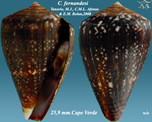 File:Conus fernandesi 1.jpg