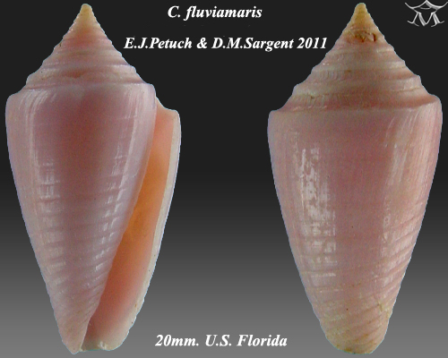 File:Conus fluviamaris 3.jpg