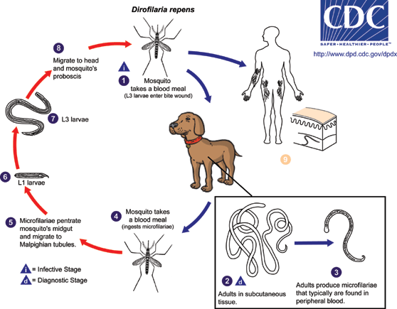 féreg dirofilariasis