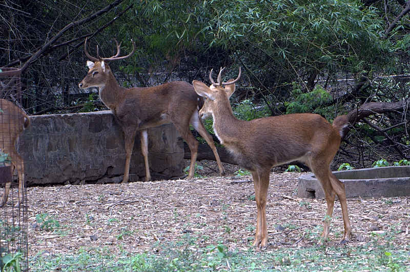File:Deer (83800055).jpg