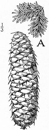 File:EB1911 - Fir - Plate 1-seedA.jpg