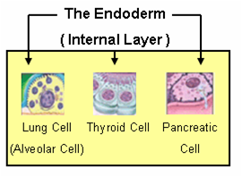 Endoderm Innermost germ layer that forms the epithelial lining of many organs