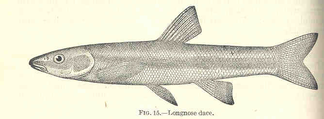 longnose dace