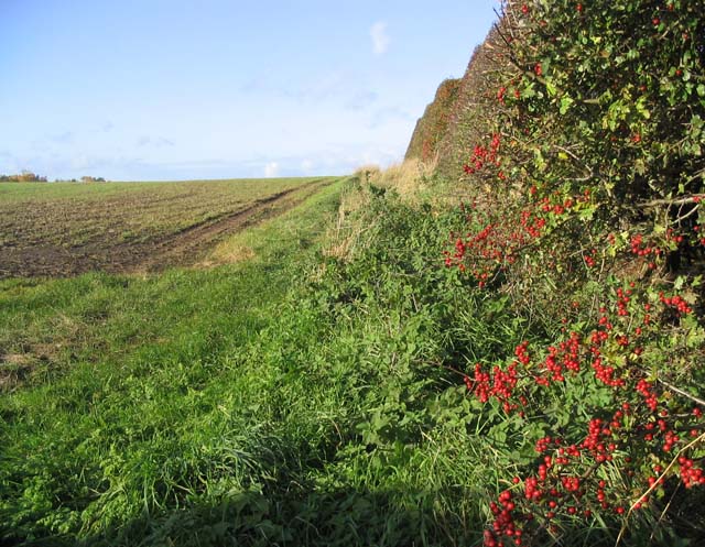 File:Field boundary - geograph.org.uk - 277301.jpg