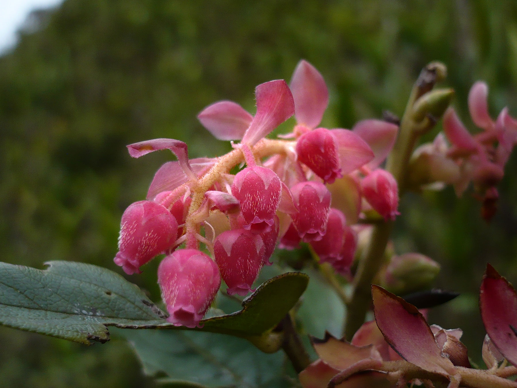 File:Gaultheria erecta, Ericaceae (15358086137).jpg - Wikimedia ...