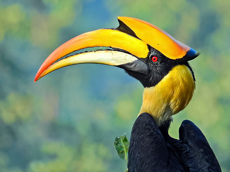 File:Great hornbill (Buceros bicornis) Photograph by Shantanu Kuveskar.jpg