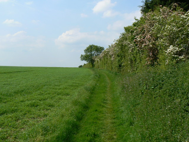 File:High Hedge - Public Footpath - geograph.org.uk - 819424.jpg
