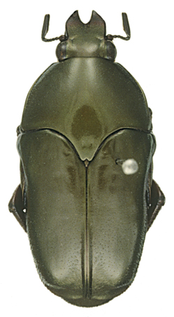 Ischiopsopha-hoyoisi