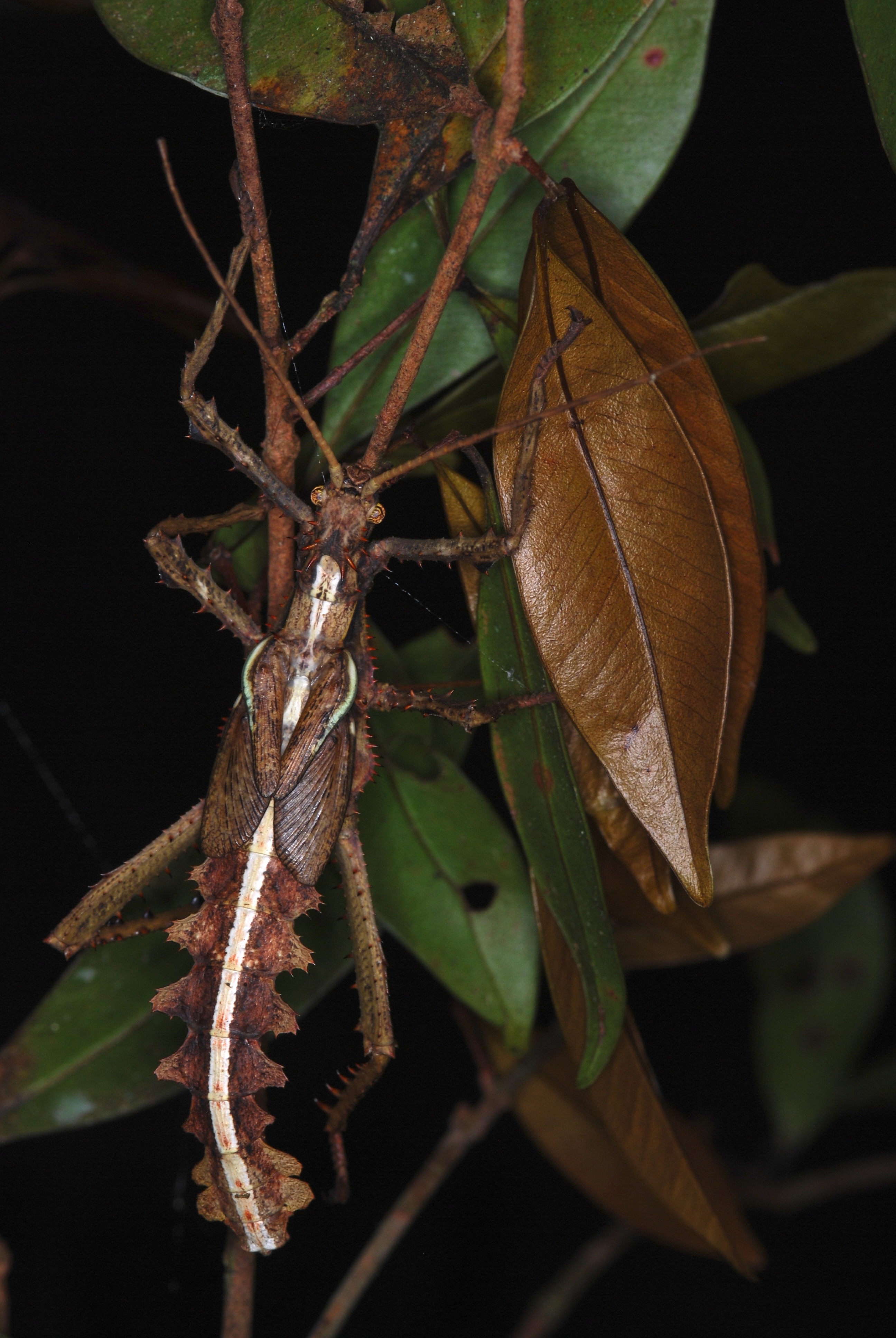 Jungle Nymph (Heteropteryx dilatata) male larva (8753495201).jpg