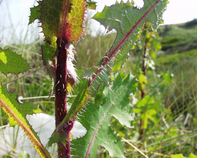 File:Lactuca virosa 20052001.JPG