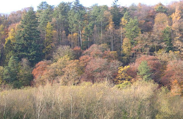 File:Late Autumn Colour, Whittacliffe Wood - geograph.org.uk - 84218.jpg