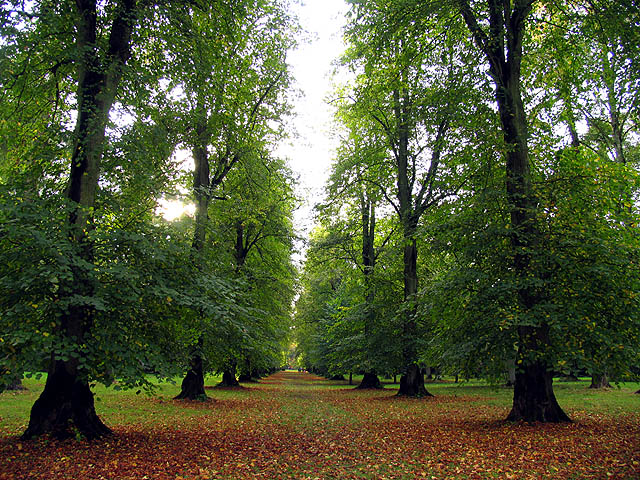 File:Limes along Lime Avenue - geograph.org.uk - 69638.jpg