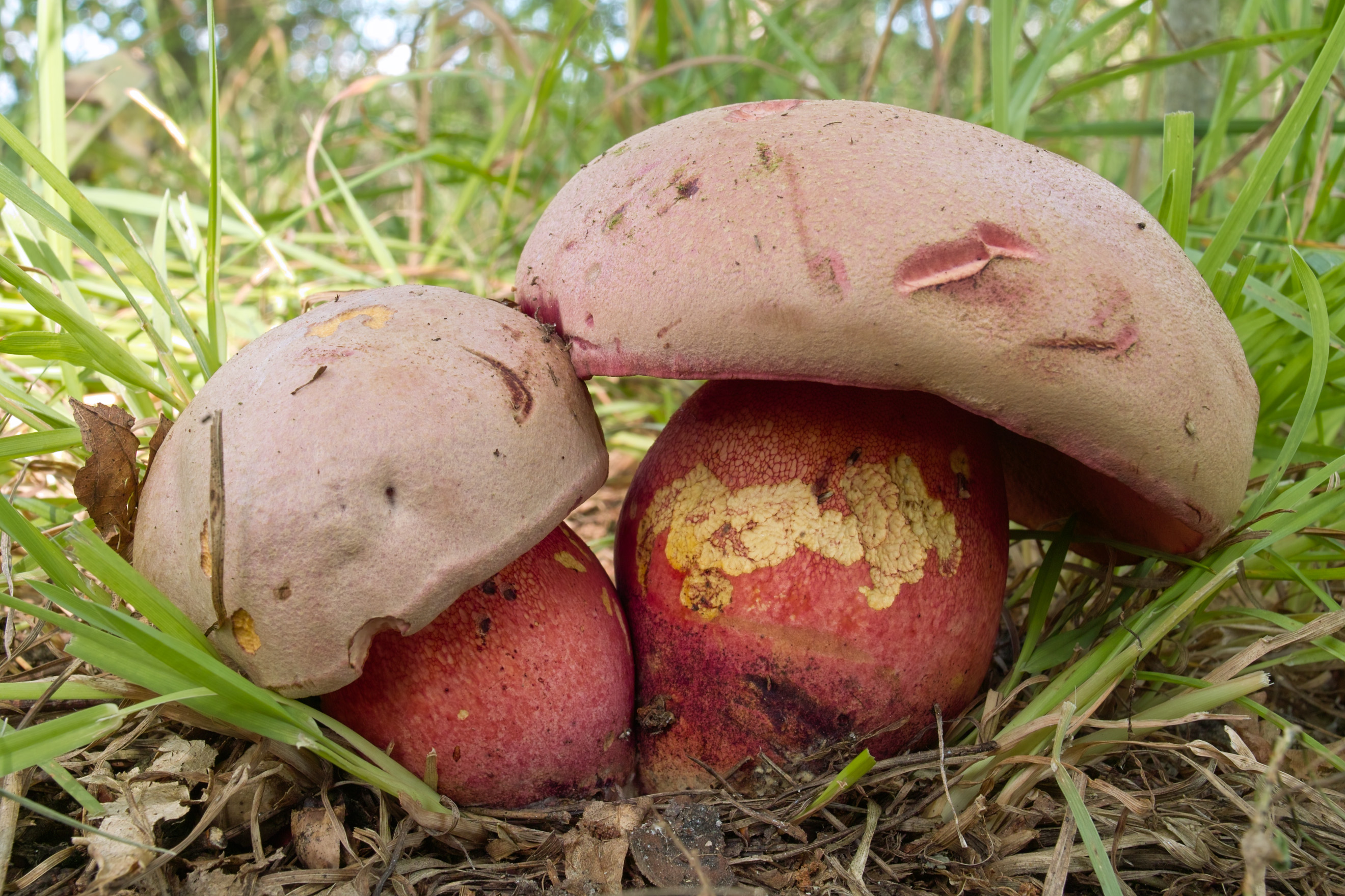 Luční - Boletus legaliae 02.jpg