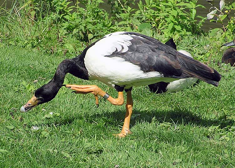 File:Magpie.goose.grooming.arp.750pix.jpg