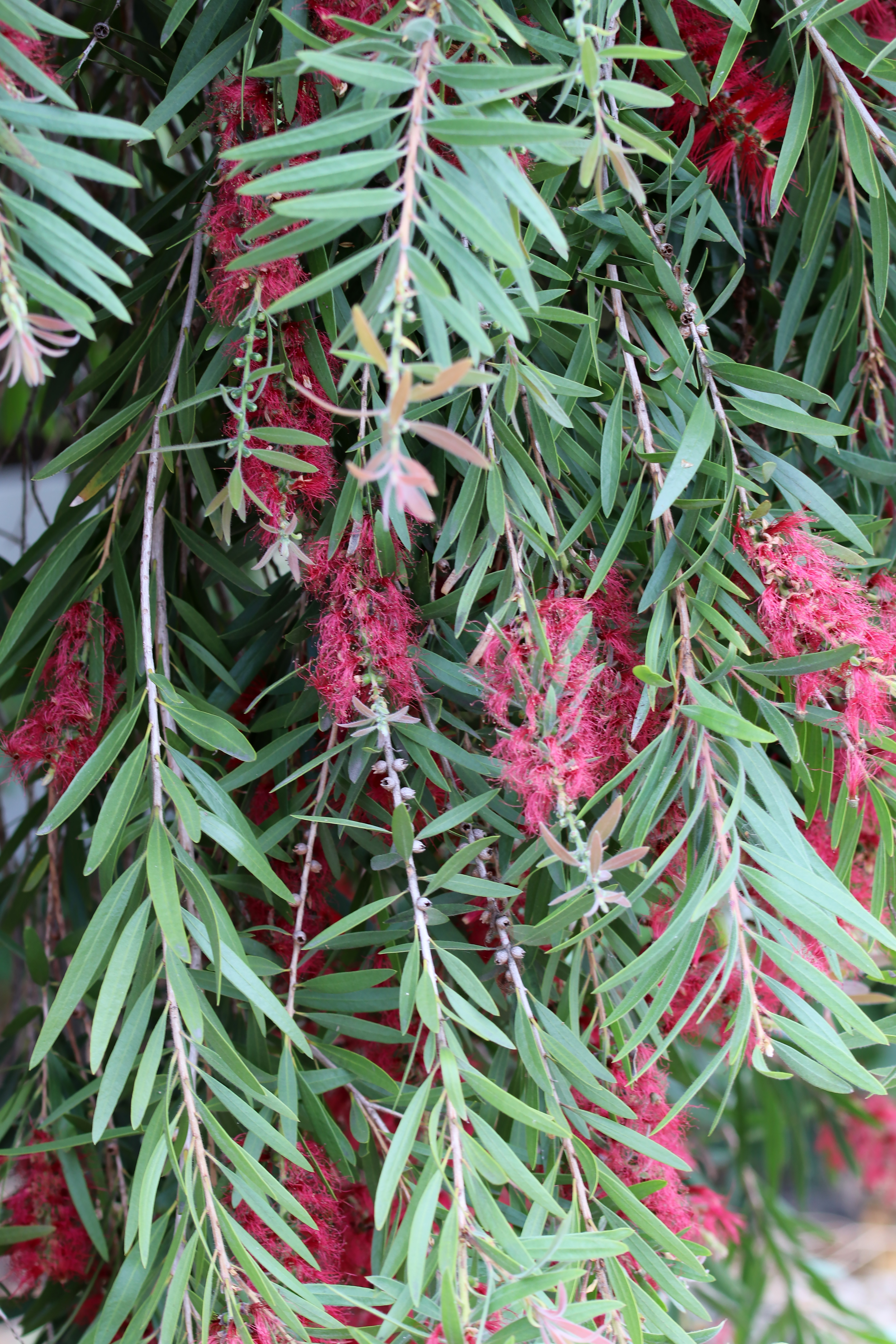 Melaleuca viminalis - Wikipedia